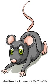 Black rat on white background