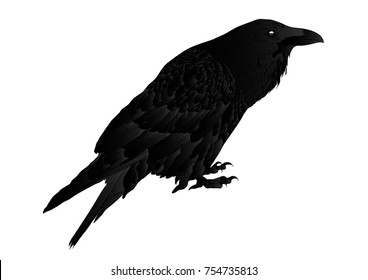 black raven bird