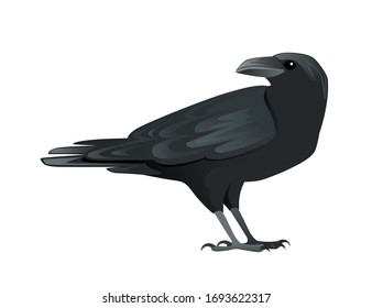 Schwarze Vogelkarikatur Krähen Design flache Vektorillustration Tiergrafik einzeln auf weißem Hintergrund