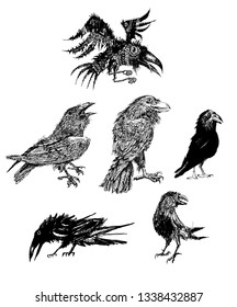 Black Raven bird collection. High Detailed Vector Art. Vintage Hand Drawn Set. Sketch for tattoo, poster, t-shirt
