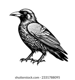 Black raven bird crow vector illustration isolated on white background