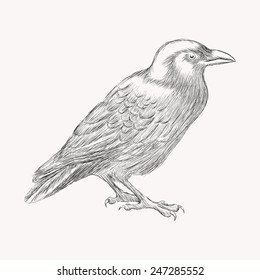Black raven bird. Hand drawn vector illustration.  Doodle shading