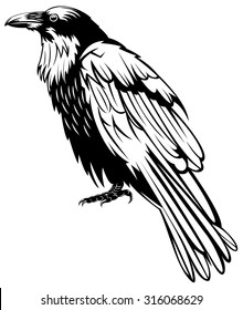 Black raven bird, hand-drawing.