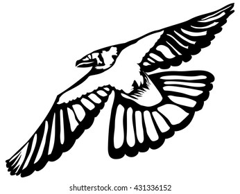 Black raven bird, hand-drawing