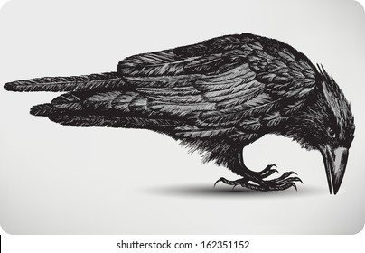 Black raven bird, hand-drawing. Vector illustration.
