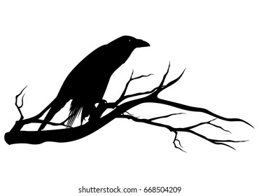 Black Raven Bird Sitting On Tree Branch - Halloween Theme Vector Silhouette Design