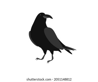 Black raven. Brooding bird sits on surface with its head turned symbol of ancient mysticism and vector witchcraft.