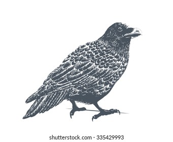 Black Raven - Classic Drawn Ink Illustration Isolated on White Background