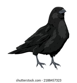 Black raven Corvus corax. Wild birds of nature and cities. realistic vector animal