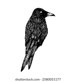 Black Raven or Crow ink engraving tattoo. Vector illustration isolated on white background.