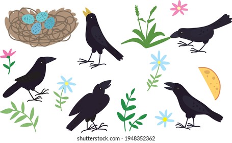 Black Raven. Crow. Nests and eggs. Blades of grass and leaves and flowers. 