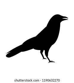 Black raven crow silhouette, isolated on white background