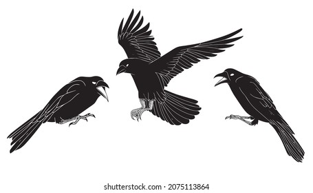 Black raven crow vector set