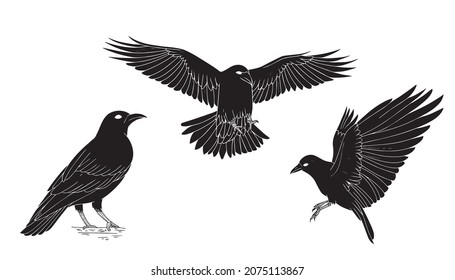 Black raven crow vector set