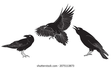 Black raven crow vector set