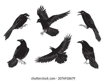 Black raven crow vector set