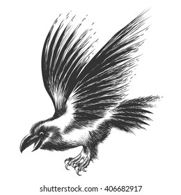 Black Raven drawn in sketch style. Isolated on white.