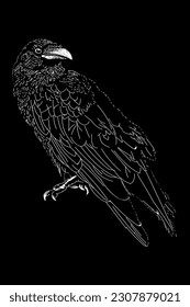 black raven hand drawing vector isolated on black background.