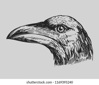 Black raven. Hand drawn sketch converted to vector. Isolated