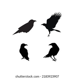 black raven icon vector illustration template design