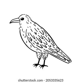 Black raven isolated on white background. Hand-drawn vector illustration in doodle style. Perfect for Halloween designs, cards, logo, decorations.