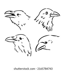 Black raven isolated on white background. Hand drawn crow.