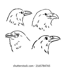 Black raven isolated on white background. Hand drawn crow.