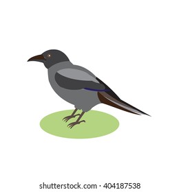 Black Raven, a magical bird, vector illustration of a black crow