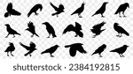 Black raven silhouette collection. Set of black crows icon. Raven icons. Isolated black silhouette birds. Set of black isolated silhouettes with crows