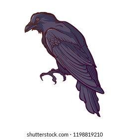 Black Raven sitting. Accurate line drawing painted and shaded. isolated on white background. Halloween design element. EPS10 vector illustration