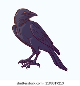 Black Raven sitting. Accurate line drawing paited and shaded. isolated on white background. Halloween design element. EPS10 vector illustration