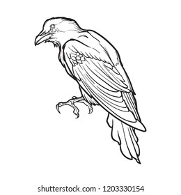 Black Raven sitting. Accurate line drawing . isolated on white background. Halloween design element. EPS10 vector illustration