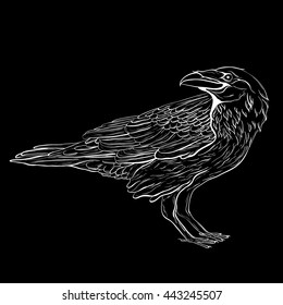 Black raven. Sketch bird.