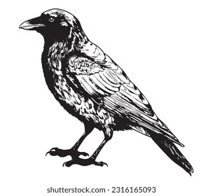 Black raven sketch hand drawn in doodle style Vector illustration