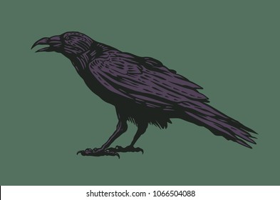 Black Raven. vector illustration