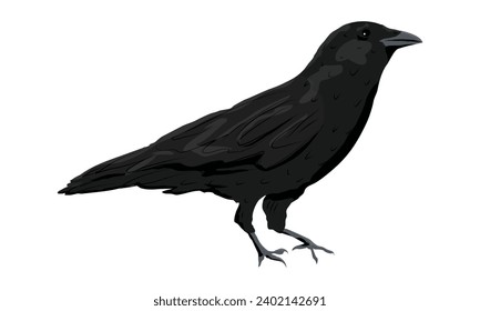 Black raven. Wild birds of nature and cities. realistic vector animal