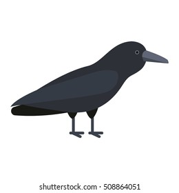 Black raven and wild nature raven