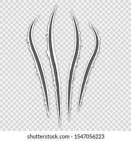 Black realistic claws animal scratch scrape track. Cat tiger scratches paw shape. Four nails trace. Damaged cloth. Ragged edges. Beast paw. Transparent background. Isolated. Vector illustration.