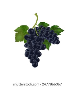 Black realistic grapes vector illustration. Grapes vector.