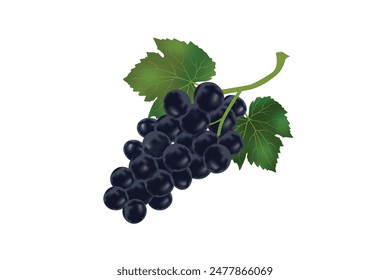 Ilustración vectorial de uvas negras realistas. Vector de uvas.