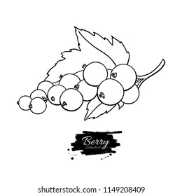 Black or red currant vector drawing. Isolated berry branch sketch on white background.  Summer fruit outline style illustration. Detailed hand drawn vegetarian food. Great for label, poster, print