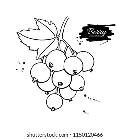 Black or red currant vector drawing. Isolated berry branch sketch on white background.  Summer fruit outline style illustration. Detailed hand drawn vegetarian food. Great for label, poster, print