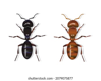 Black and red harvester ants isolated on white background.