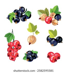 Black red and white currant fruit isolated ripe berries set. Vector blackcurrant berry bunch, botanical design.