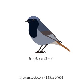 Black redstart isolated on white background. Vector illustration