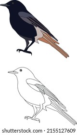 Black Redstart vector image and outline