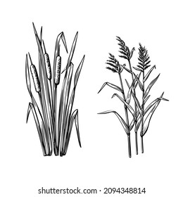 Black reeds grass and reed sketch set in vintage style. Vector retro illustration element. Spring floral nature background vector.