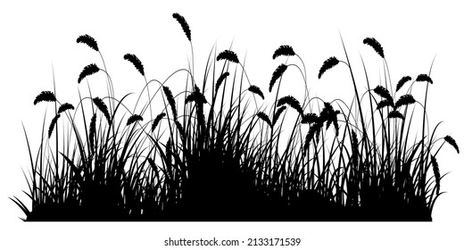 black reeds, reeds grass silhouette, reeds flower