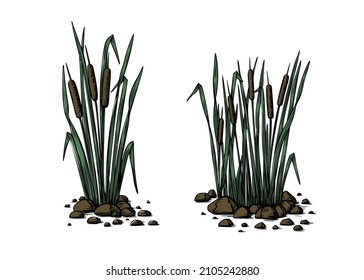 Black reeds sketch set in vintage style. Vector retro illustration element. Spring floral nature background vector.