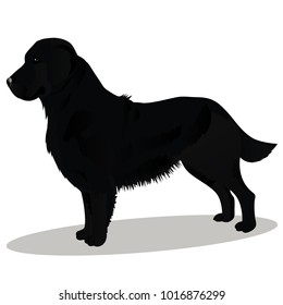 Black retriever dog
